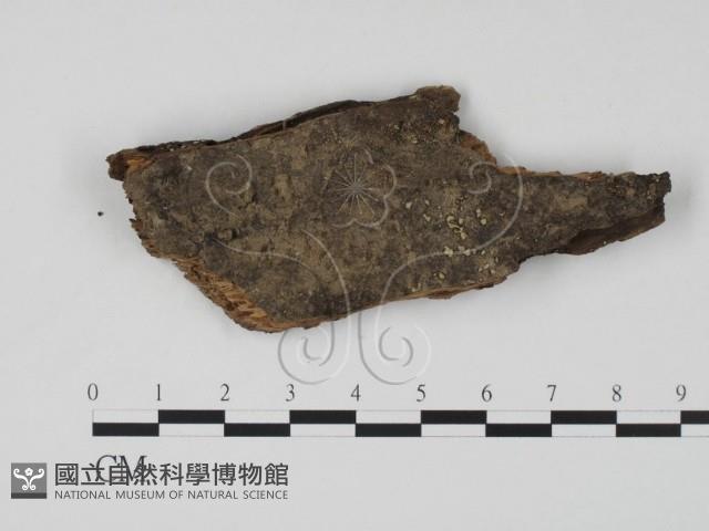 登錄號:F0005403藏品圖，第1張