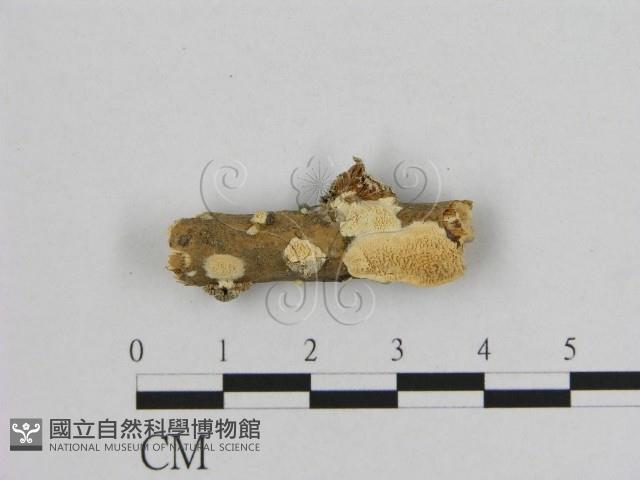 銳孔菌屬藏品圖，第1張