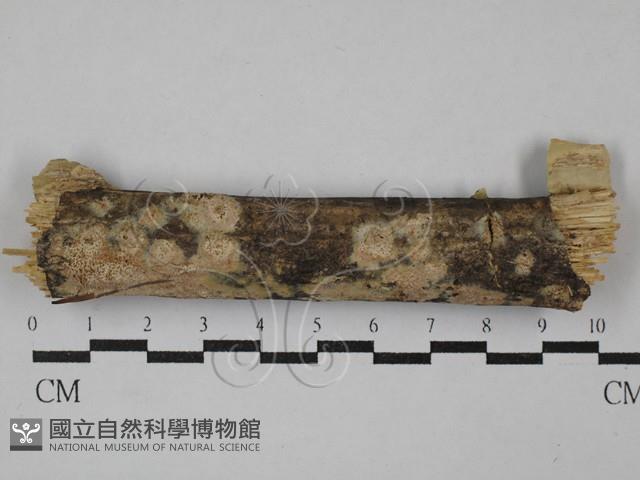 絲齒菌屬藏品圖，第1張