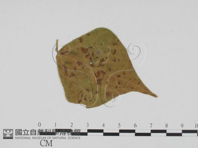 登錄號:F0019403藏品圖，第1張