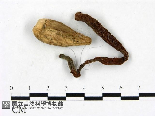 登錄號:F0023403藏品圖，第1張