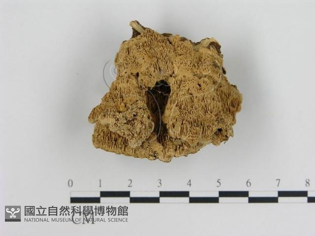 登錄號:F0008703藏品圖，第1張