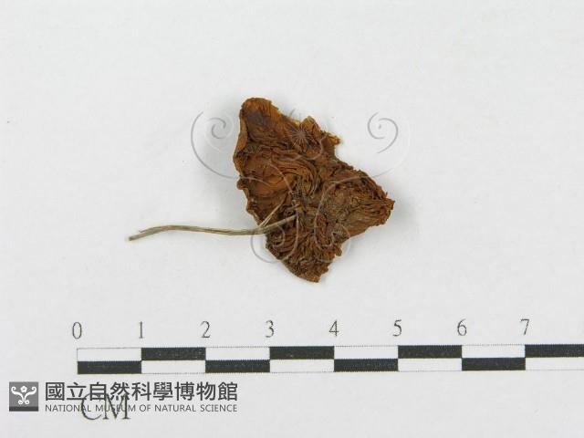 登錄號:F0018703藏品圖，第1張