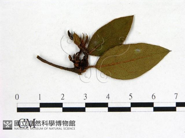 登錄號:F0020703藏品圖，第1張
