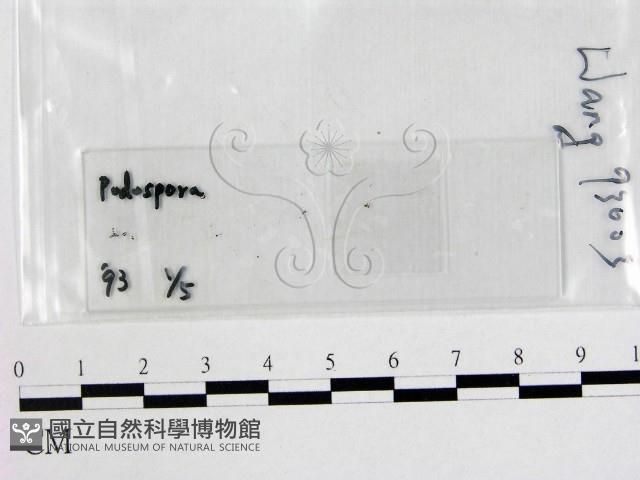 登錄號:F0000703藏品圖，第1張