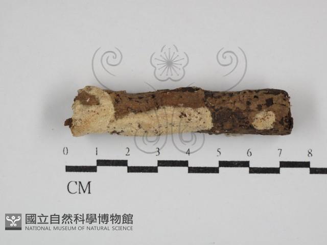 登錄號:F0030703藏品圖，第1張