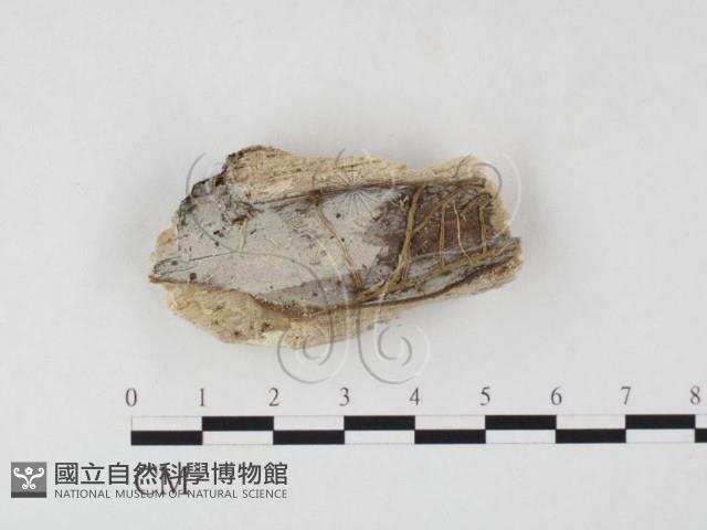 登錄號:F0026703藏品圖，第1張