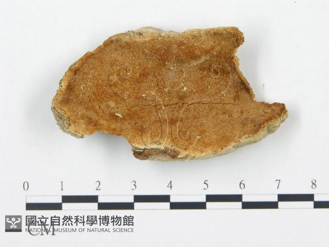 登錄號:F0006703藏品圖，第1張