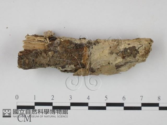 剛毛絲皮菌藏品圖，第1張