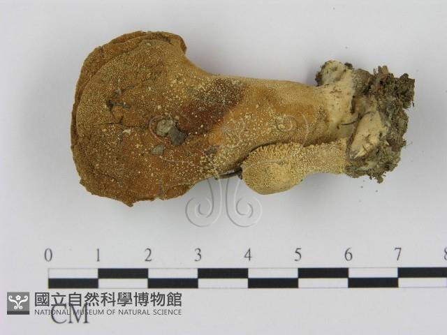 登錄號:F0001703藏品圖，第1張