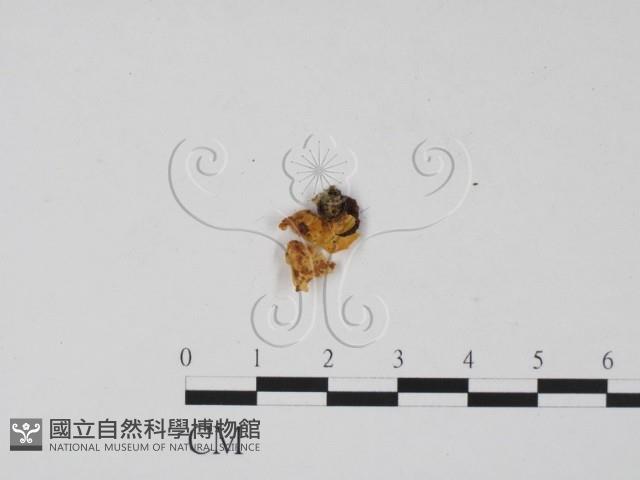 登錄號:F0011703藏品圖，第1張