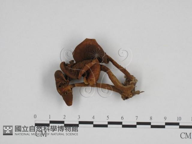 登錄號:F0024703藏品圖，第1張