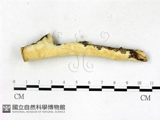 顯絲菌屬藏品圖，第1張