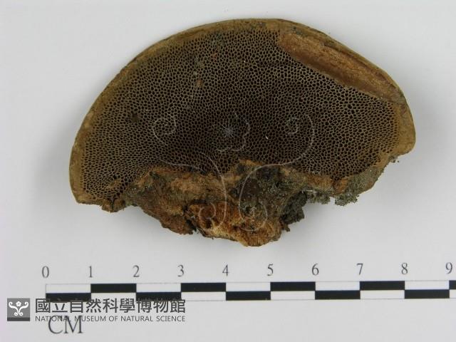 登錄號:F0012703藏品圖，第1張