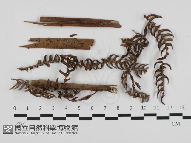 登錄號:F0032703藏品圖，第1張