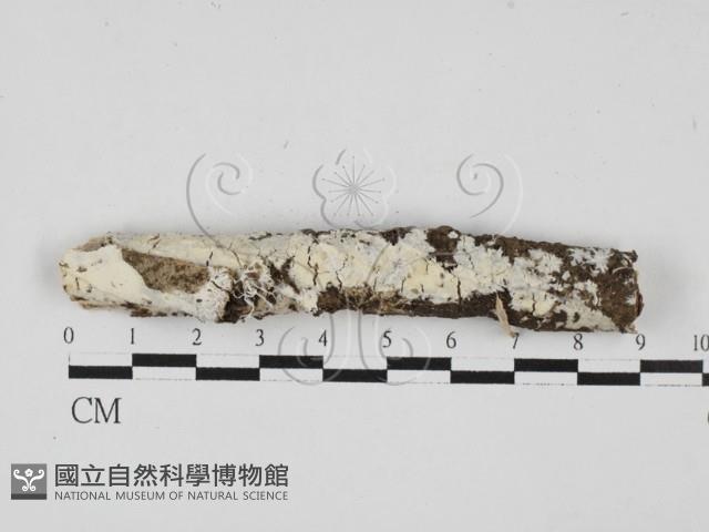 顯絲菌屬藏品圖，第1張