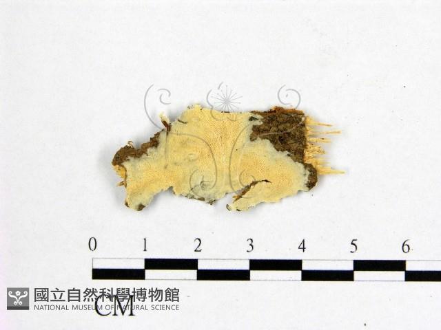 登錄號:F0017703藏品圖，第1張
