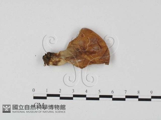 登錄號:F0025703藏品圖，第1張