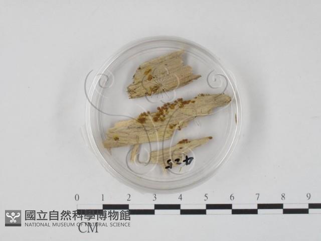 登錄號:F0005703藏品圖，第1張