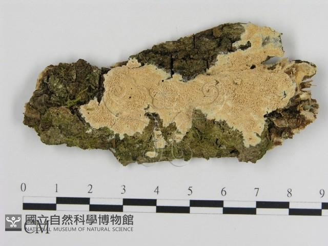 登錄號:F0015703藏品圖，第1張