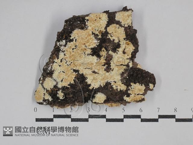 齒耳菌屬藏品圖，第1張