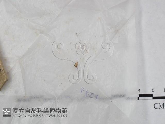 登錄號:F0023703藏品圖，第1張