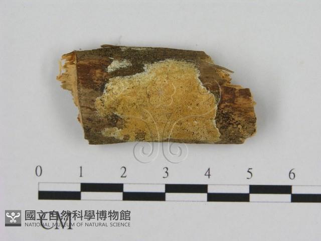 寡孔菌屬藏品圖，第1張