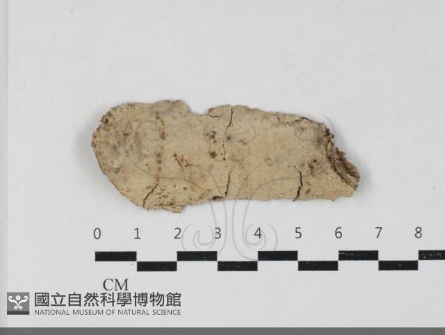 筍殼菌屬藏品圖，第1張