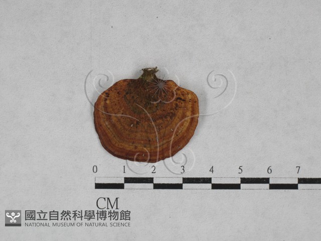 相鄰小孔菌藏品圖，第1張