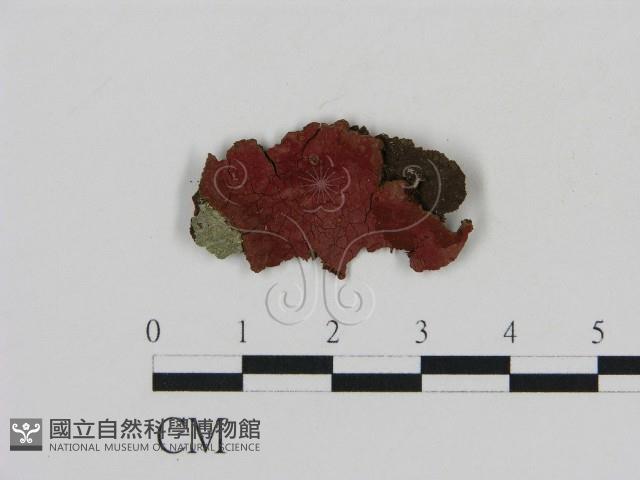 刺革菌屬藏品圖，第1張