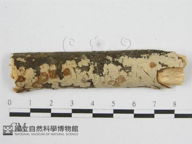 登錄號:F0010503藏品圖，第1張