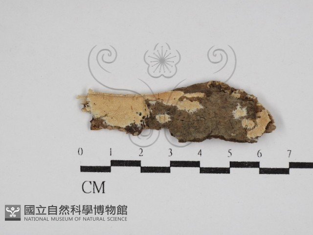 登錄號:F0030503藏品圖，第1張