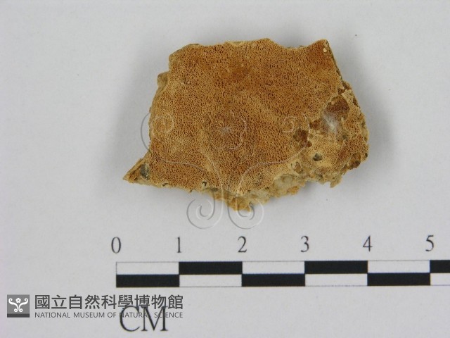 登錄號:F0006503藏品圖，第1張