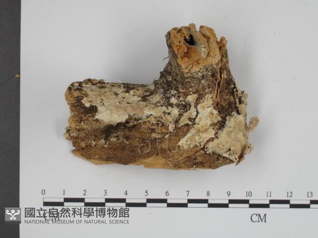 登錄號:F0001503藏品圖，第1張