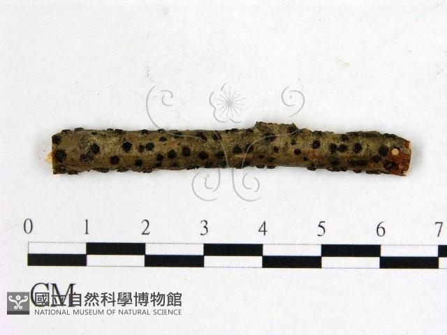 登錄號:F0011503藏品圖，第1張