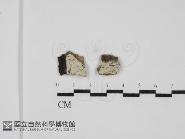 擬筍殼菌屬藏品圖，第1張