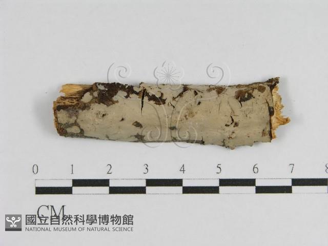 登錄號:F0004503藏品圖，第1張