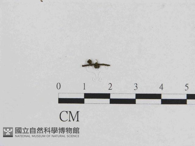 小菇屬藏品圖，第1張