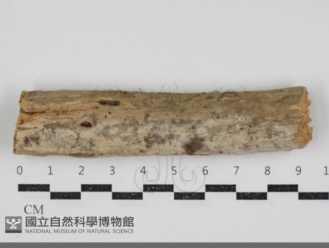 登錄號:F0034503藏品圖，第1張