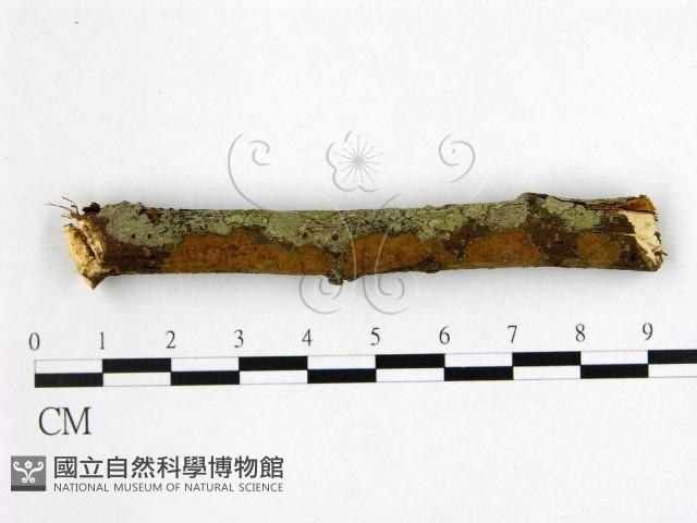 刺革菌屬藏品圖，第1張