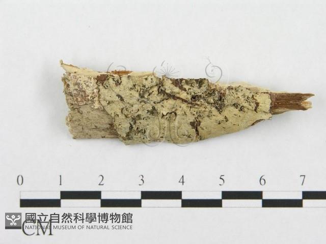 登錄號:F0002503藏品圖，第1張