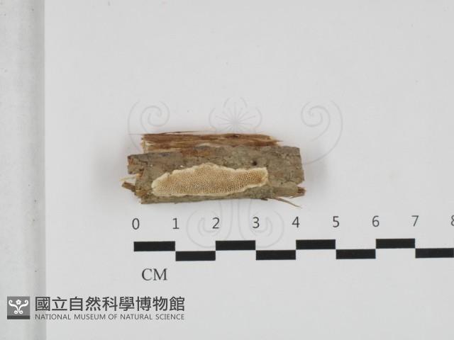 登錄號:F0032503藏品圖，第1張