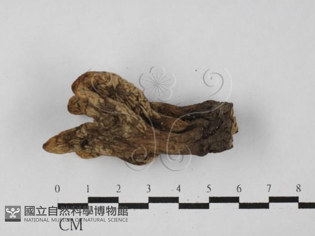 炭角菌屬藏品圖，第1張