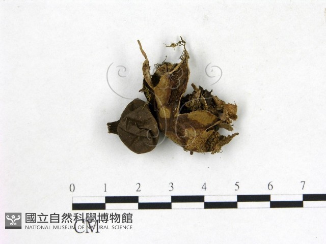 地星屬藏品圖，第1張