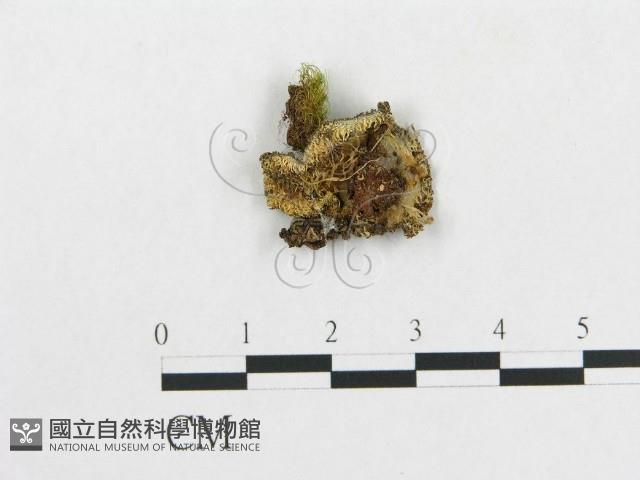 登錄號:F0005503藏品圖，第1張