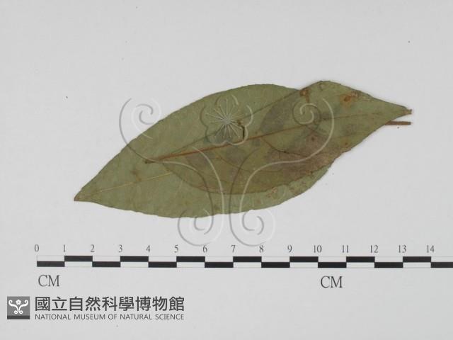 登錄號:F0019503藏品圖，第1張