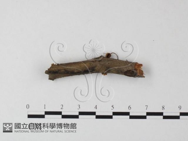登錄號:F0023503藏品圖，第1張