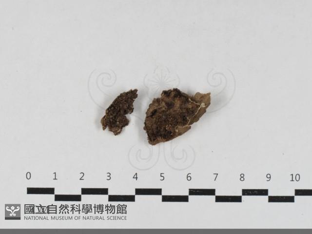 登錄號:F0033503藏品圖，第1張