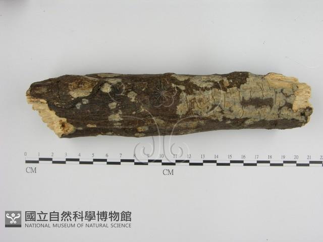 絲皮菌屬藏品圖，第1張