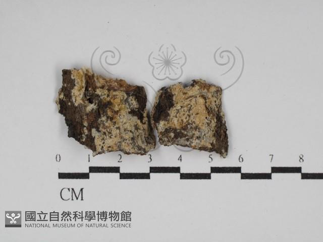 絲齒菌屬藏品圖，第1張